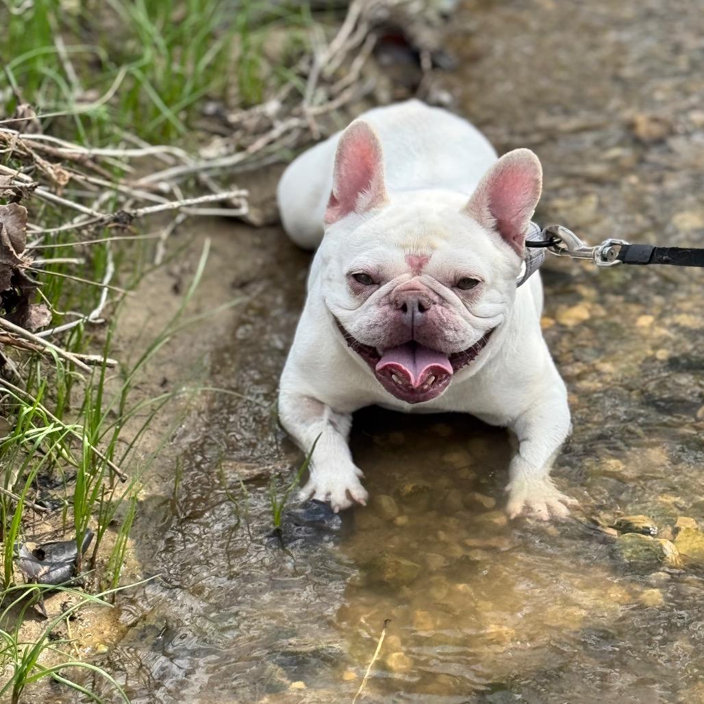 Enlarge Midge, a Adoptable French Bulldog in Huber Heights, OH image 1/6