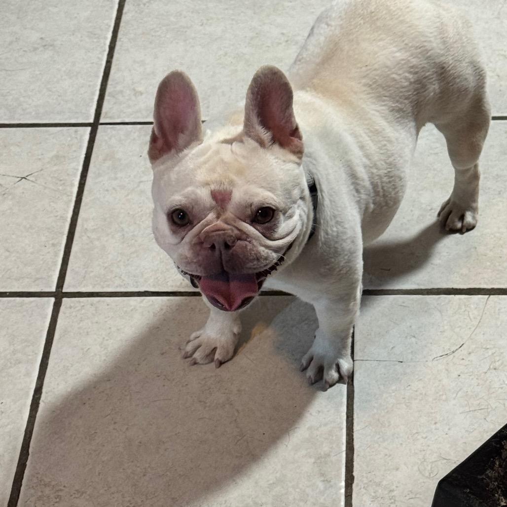 Enlarge Midge, a Adoptable French Bulldog in Huber Heights, OH image 3/6