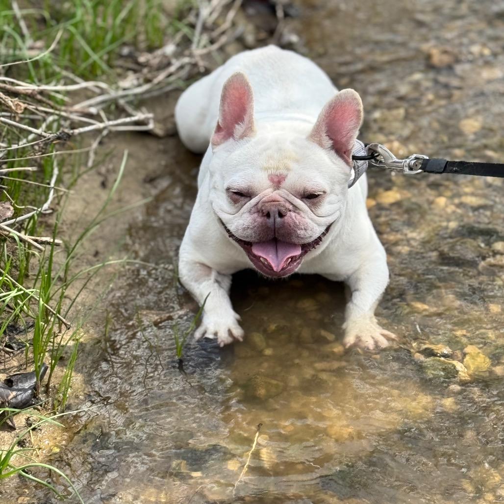 Enlarge Midge, a Adoptable French Bulldog in Huber Heights, OH image 4/6