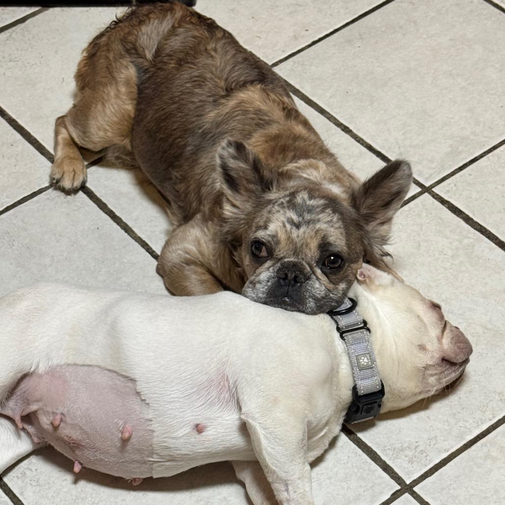 Enlarge Midge, a Adoptable French Bulldog in Huber Heights, OH image 5/6