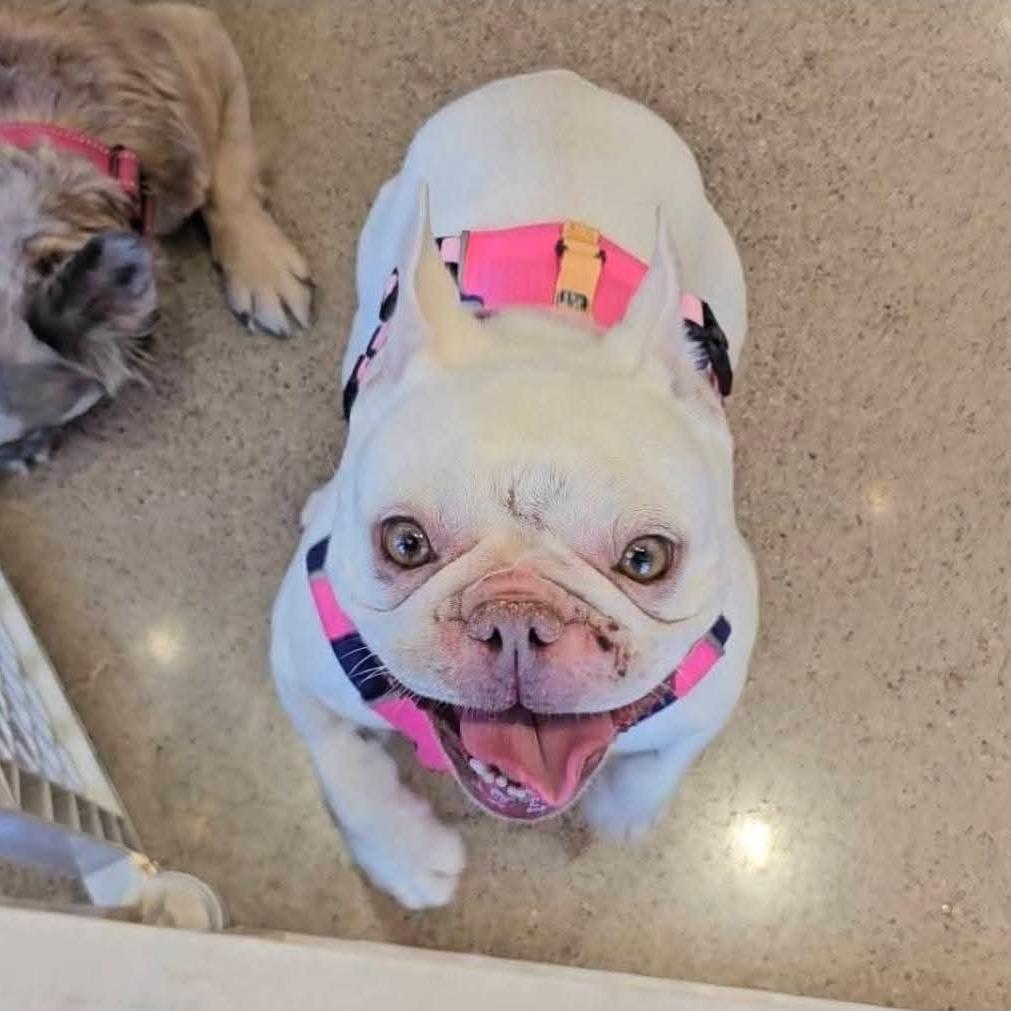 Enlarge Midge, a Adoptable French Bulldog in Huber Heights, OH image 6/6