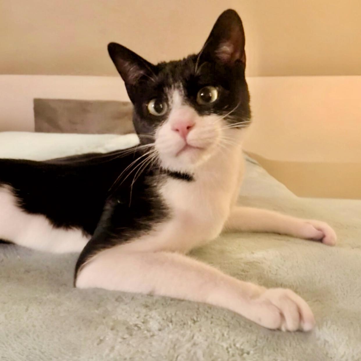 Enlarge Oscar, an adoptable Domestic Short Hair in Pittstown, NJ image 1/5