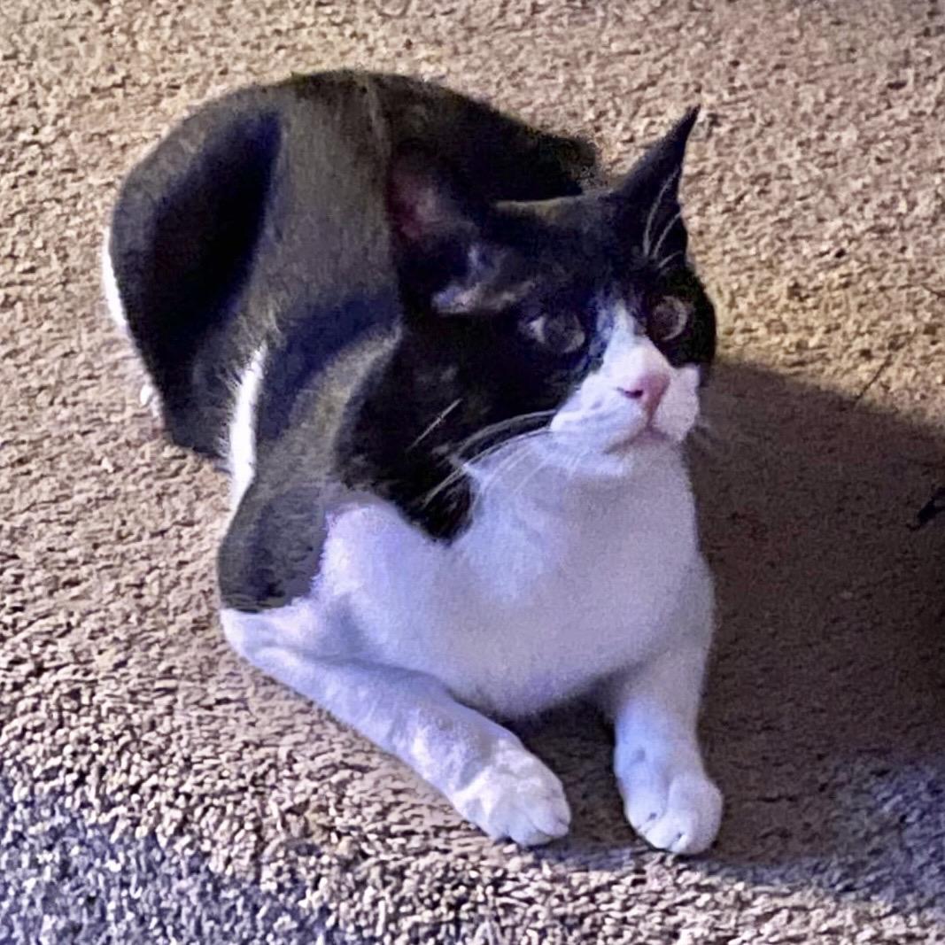 Enlarge Oscar, an adoptable Domestic Short Hair in Pittstown, NJ image 2/5