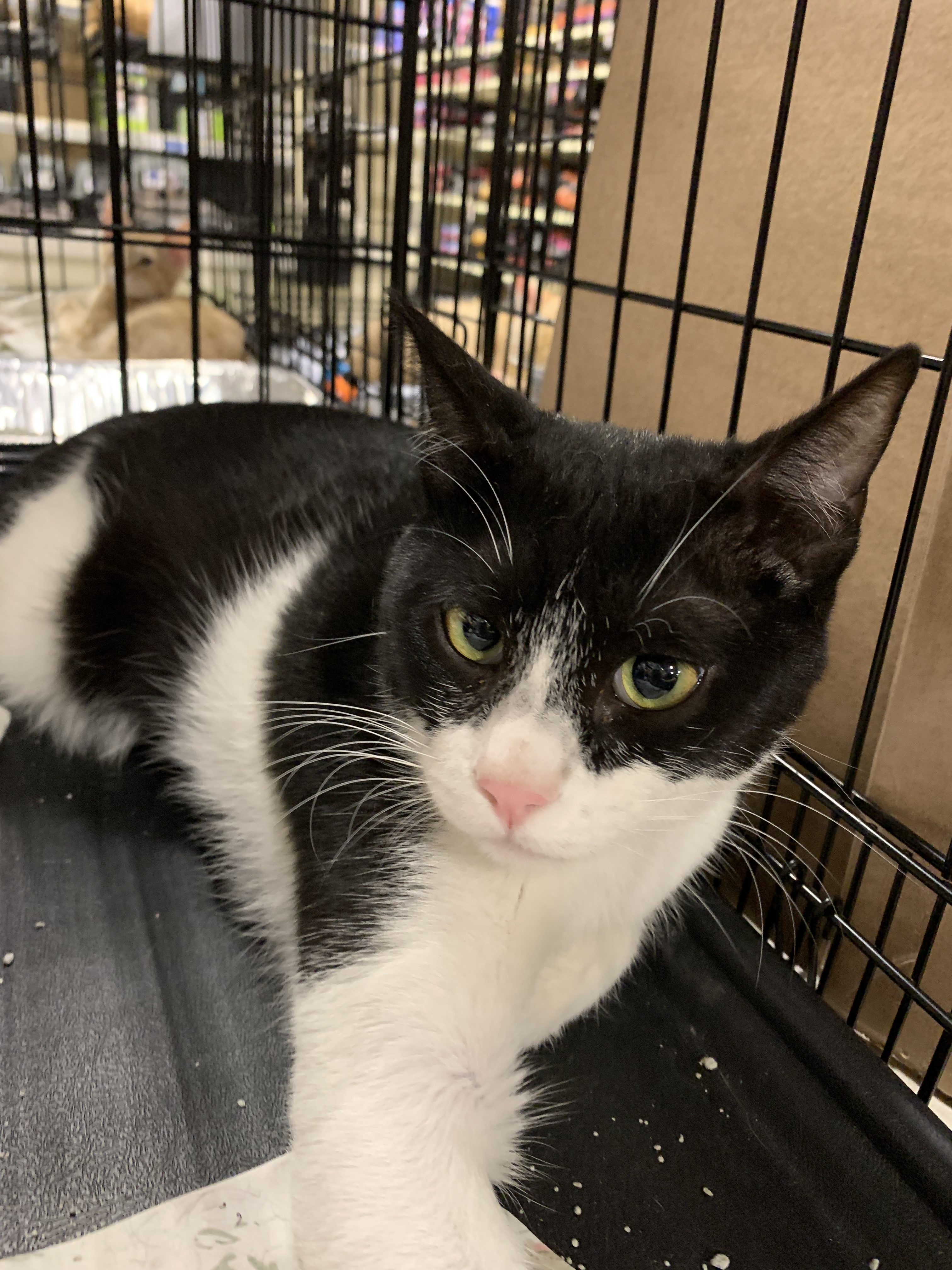 Enlarge Oscar, an adoptable Domestic Short Hair in Pittstown, NJ image 4/5