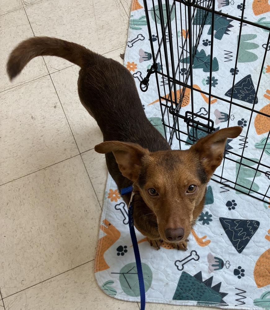 Fantastic Foxy, a Adoptable mixed breed in Randolph, MA image 1/3