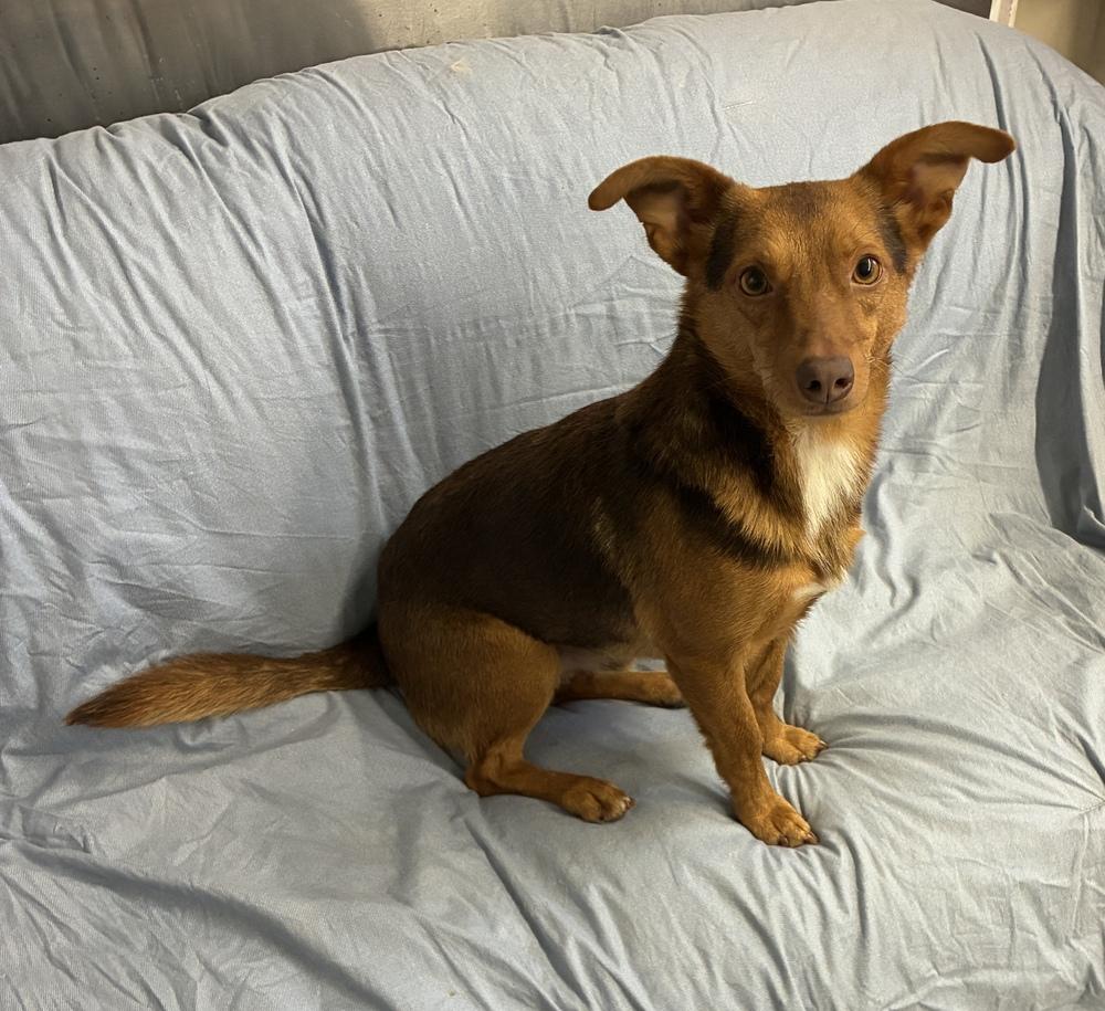 Fantastic Foxy, a Adoptable mixed breed in Randolph, MA image 2/3