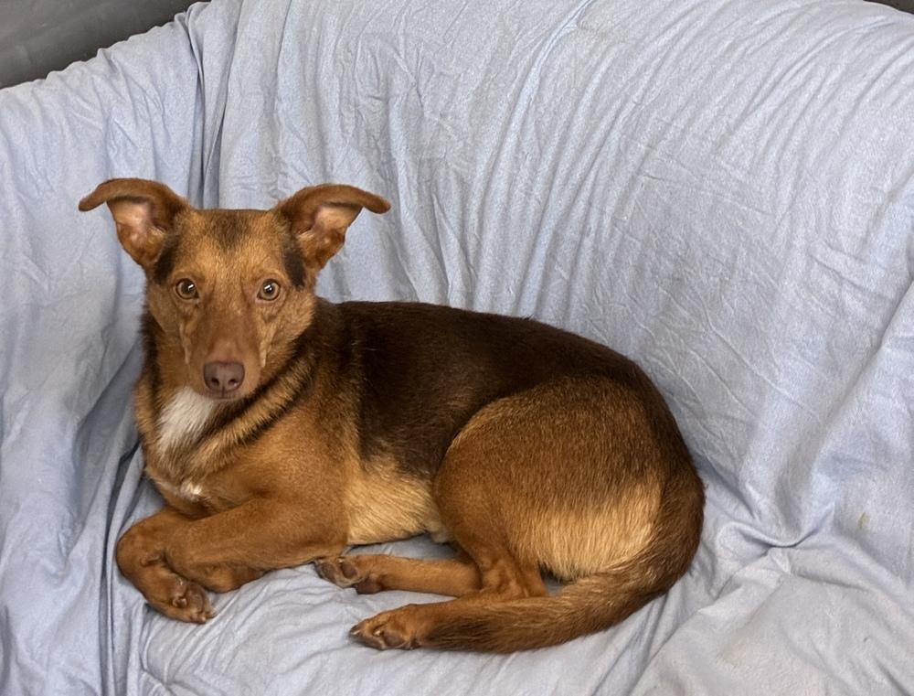 Fantastic Foxy, a Adoptable mixed breed in Randolph, MA image 3/3