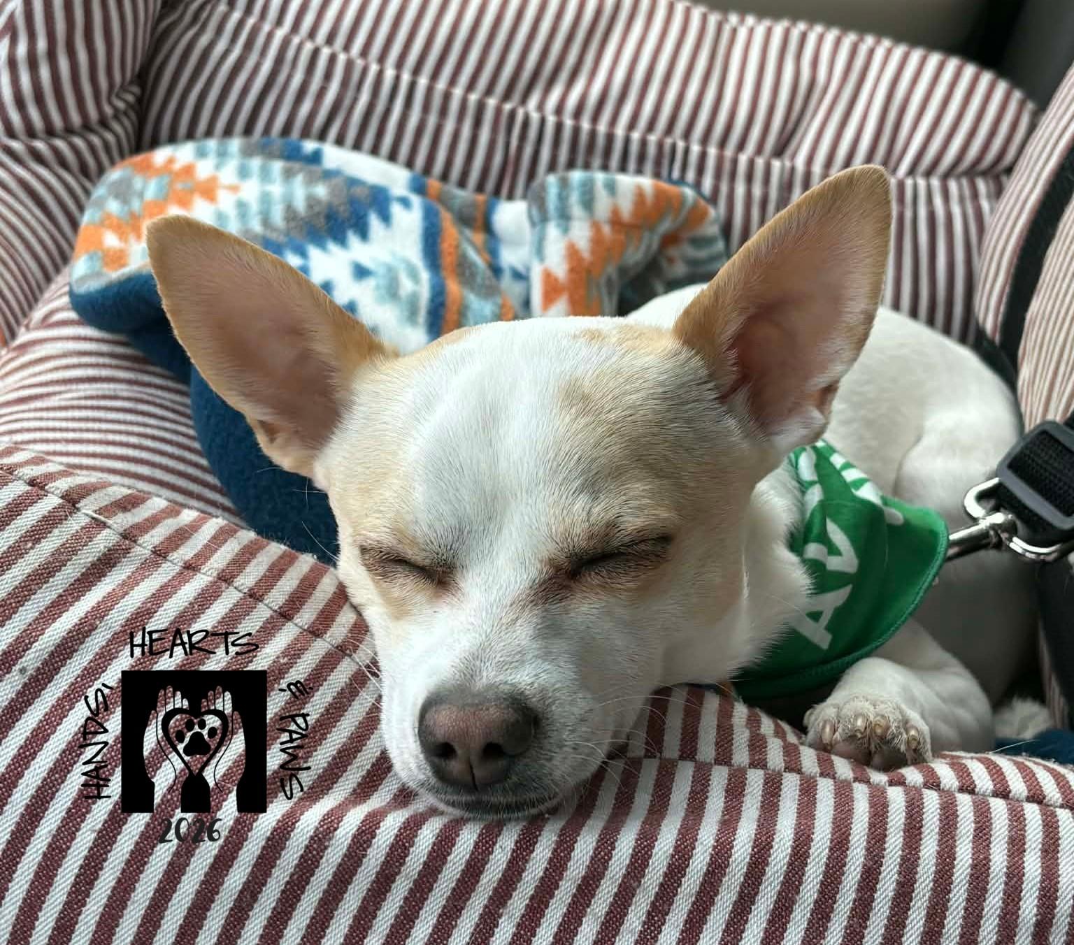 Enlarge Bartok, a ADOPTABLE Chihuahua in Omaha, NE image 3/6