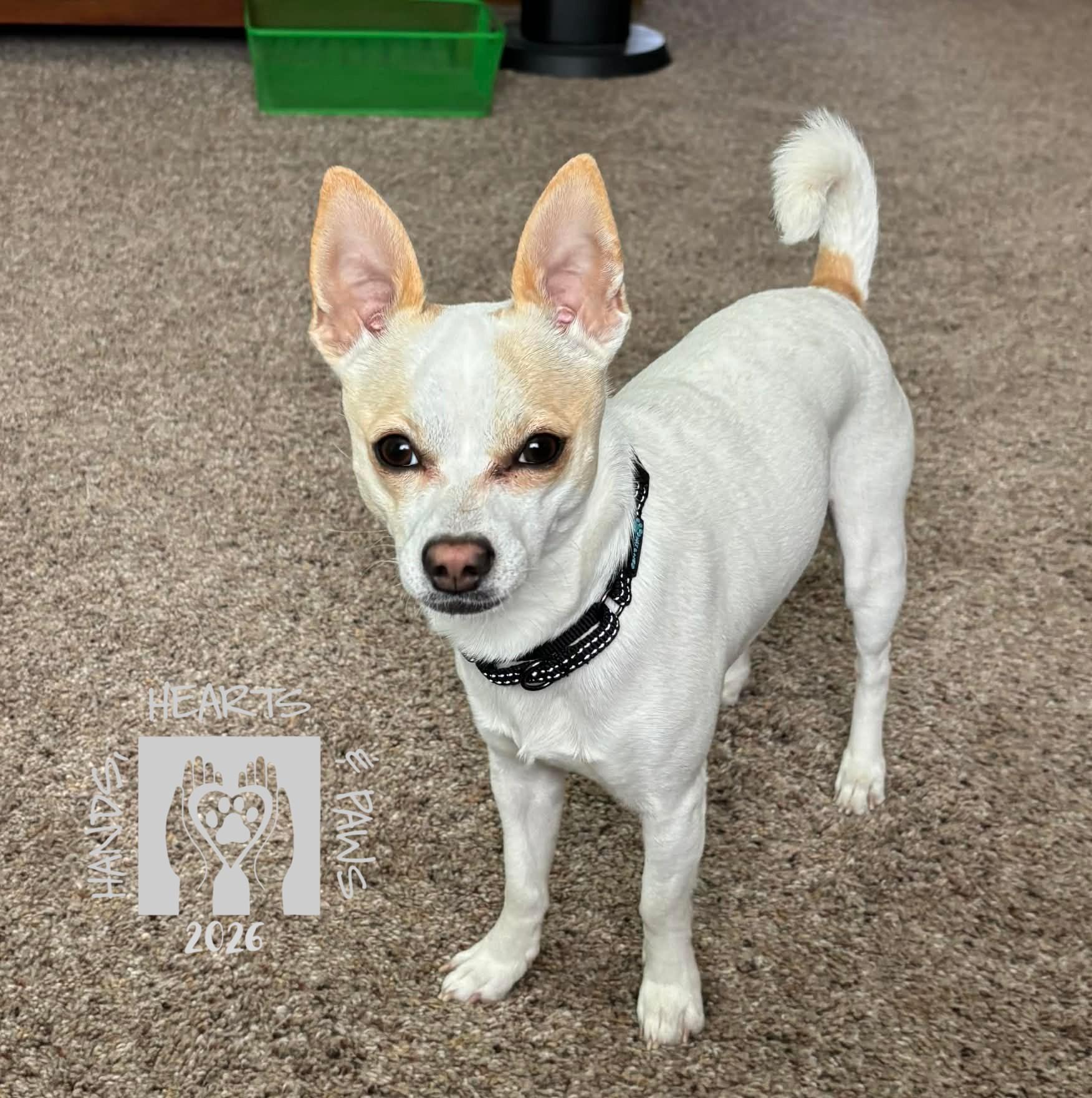 Enlarge Bartok, a ADOPTABLE Chihuahua in Omaha, NE image 4/6