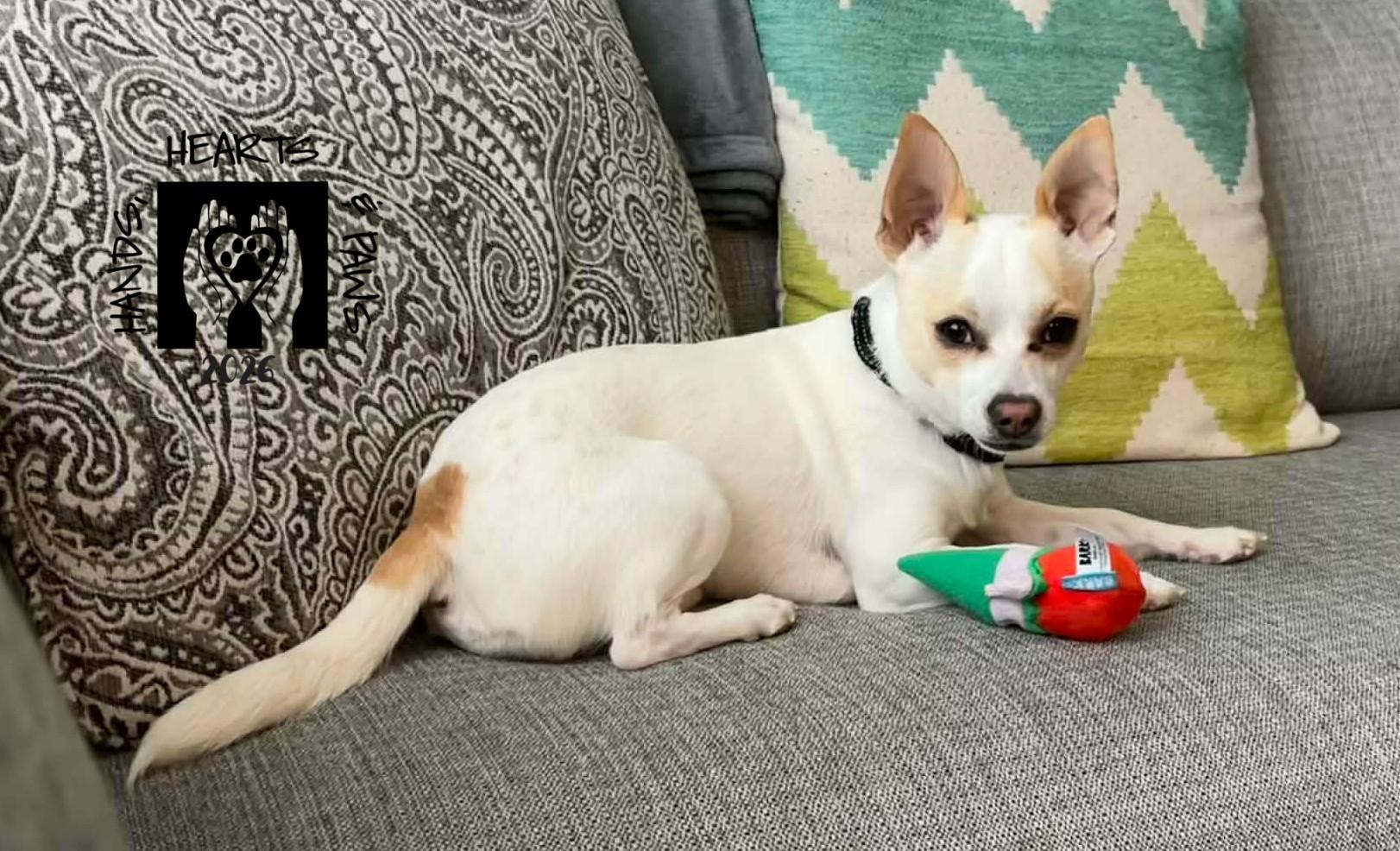 Enlarge Bartok, a ADOPTABLE Chihuahua in Omaha, NE image 6/6