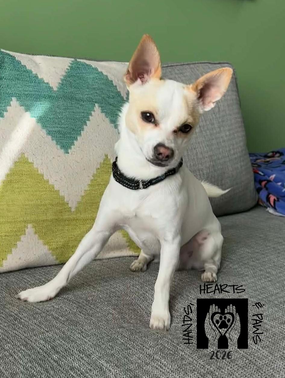 Enlarge Bartok, a ADOPTABLE Chihuahua in Omaha, NE image 5/6