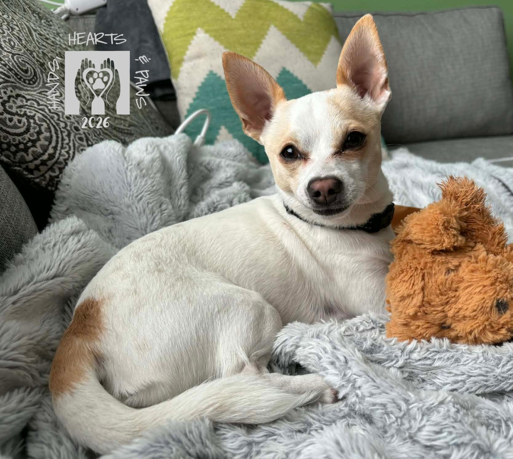 Enlarge Bartok, a ADOPTABLE Chihuahua in Omaha, NE image 2/6