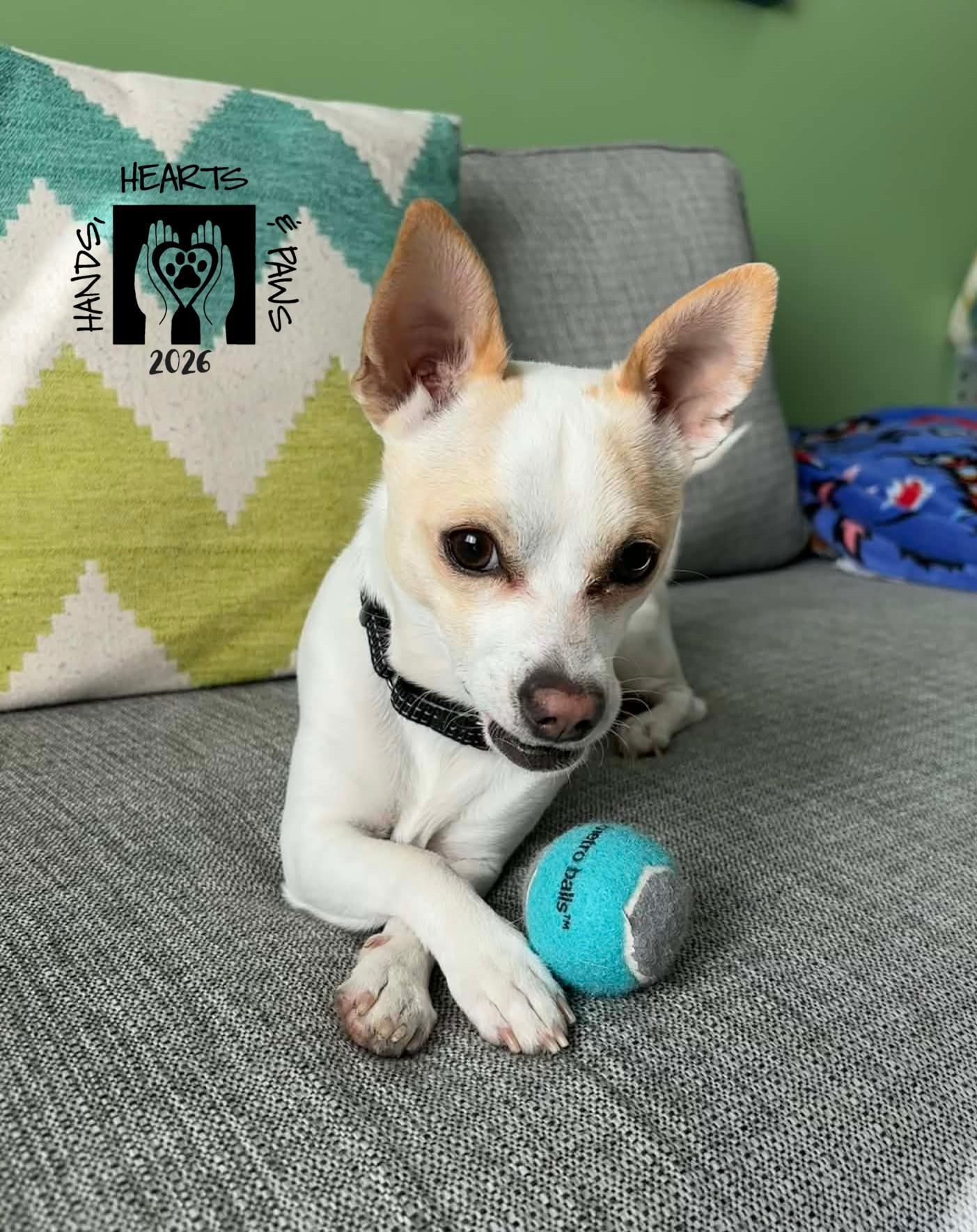 Enlarge Bartok, a ADOPTABLE Chihuahua in Omaha, NE image 1/6