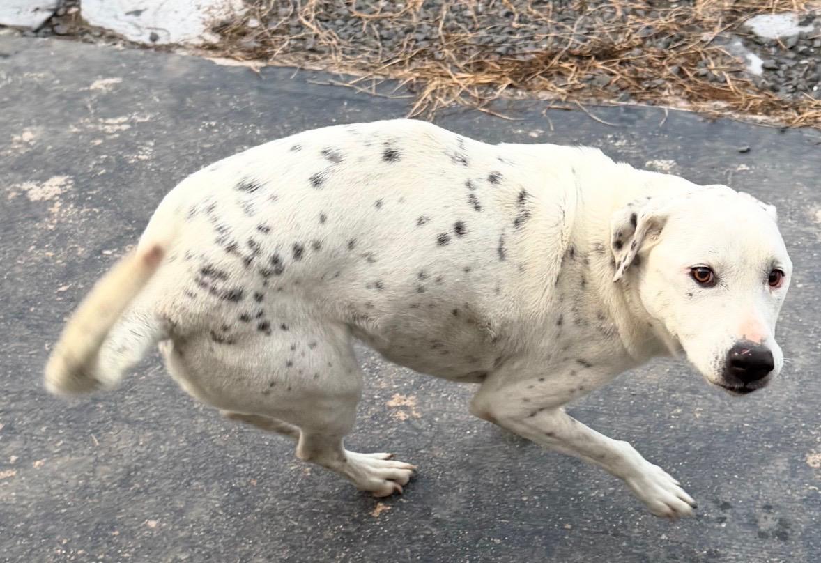 Bonny — thumbnail 2