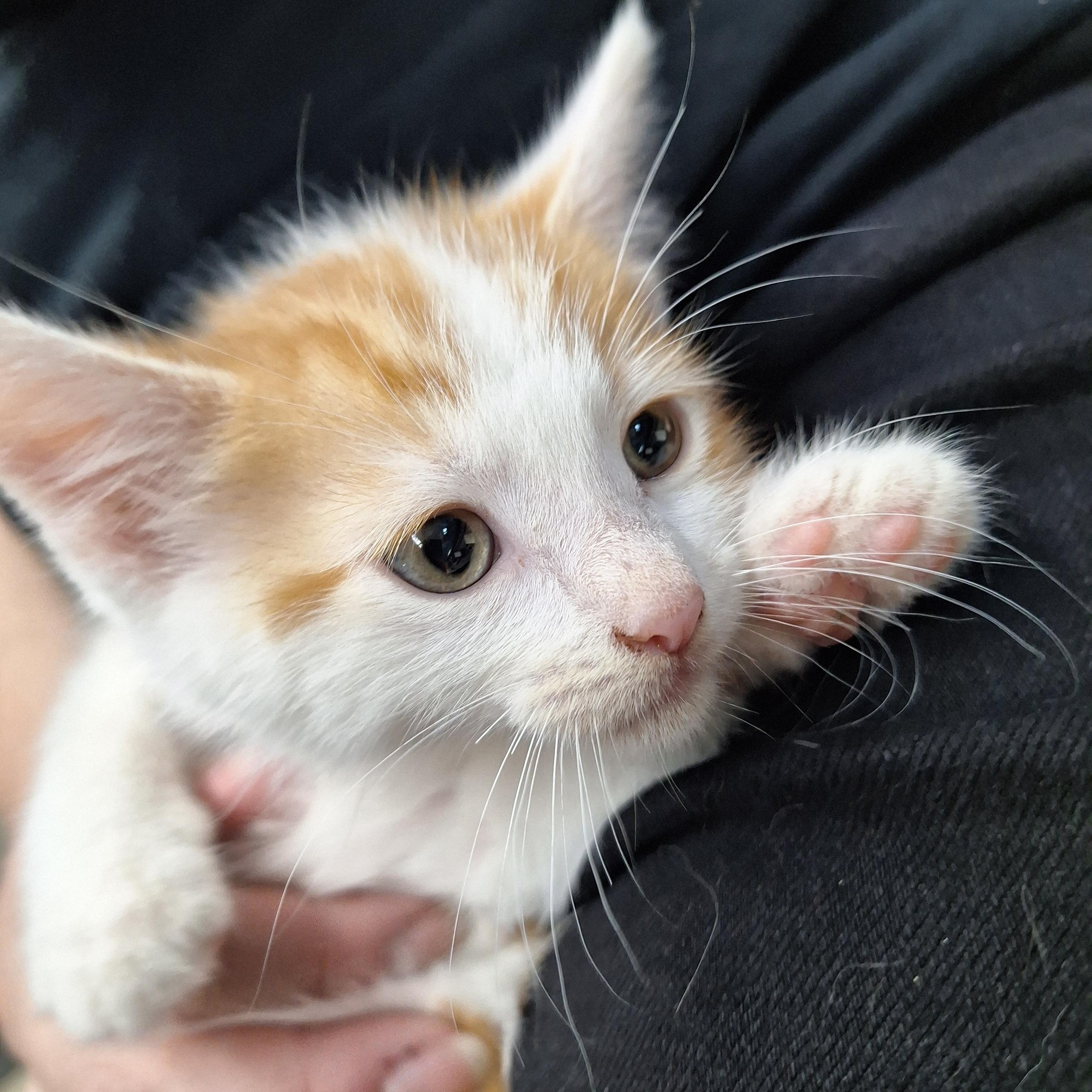 Twinkie, a ADOPTABLE Domestic Short Hair in Clarinda, IA image 2/5