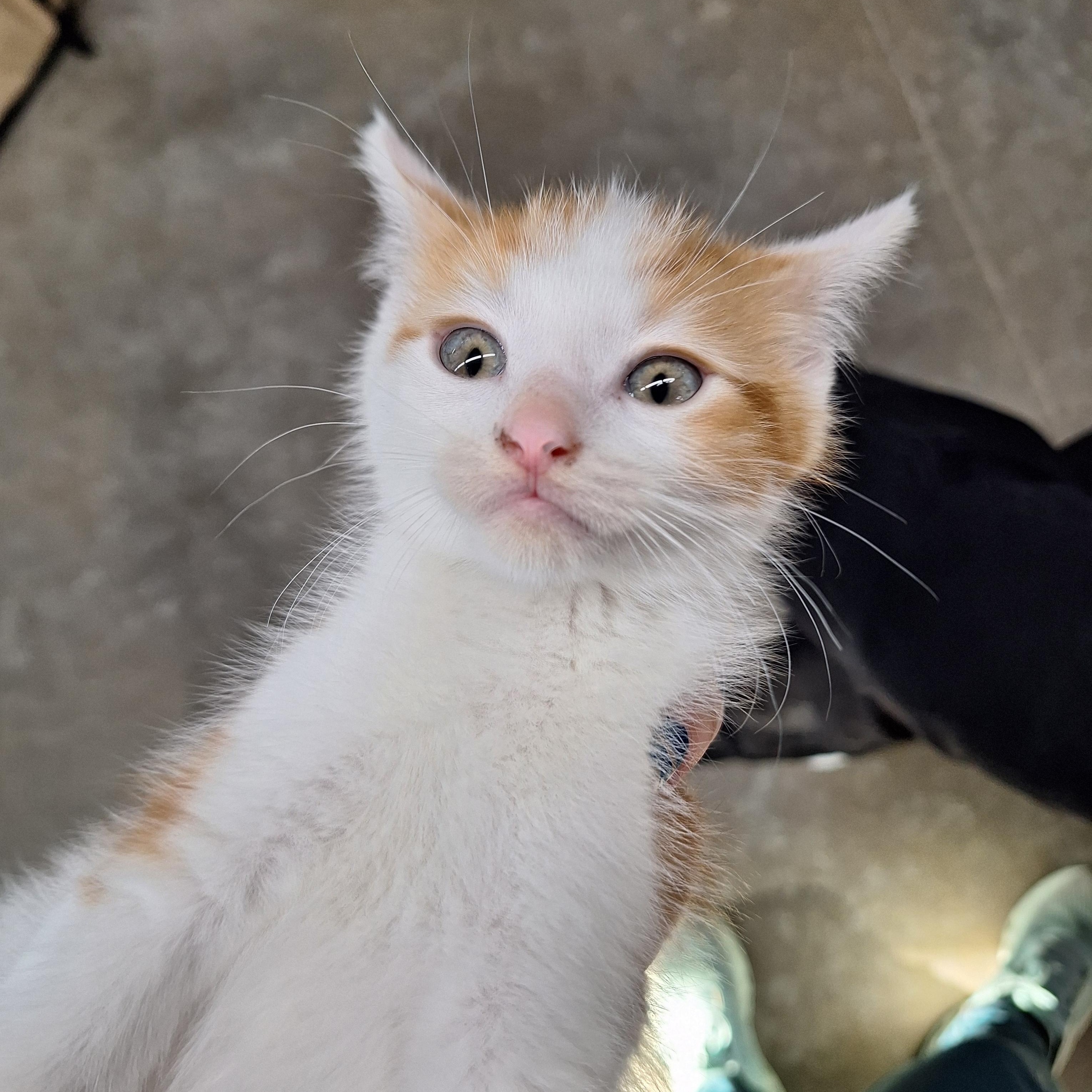 Twinkie, ADOPTABLE, Kitten Male Domestic Short Hair.