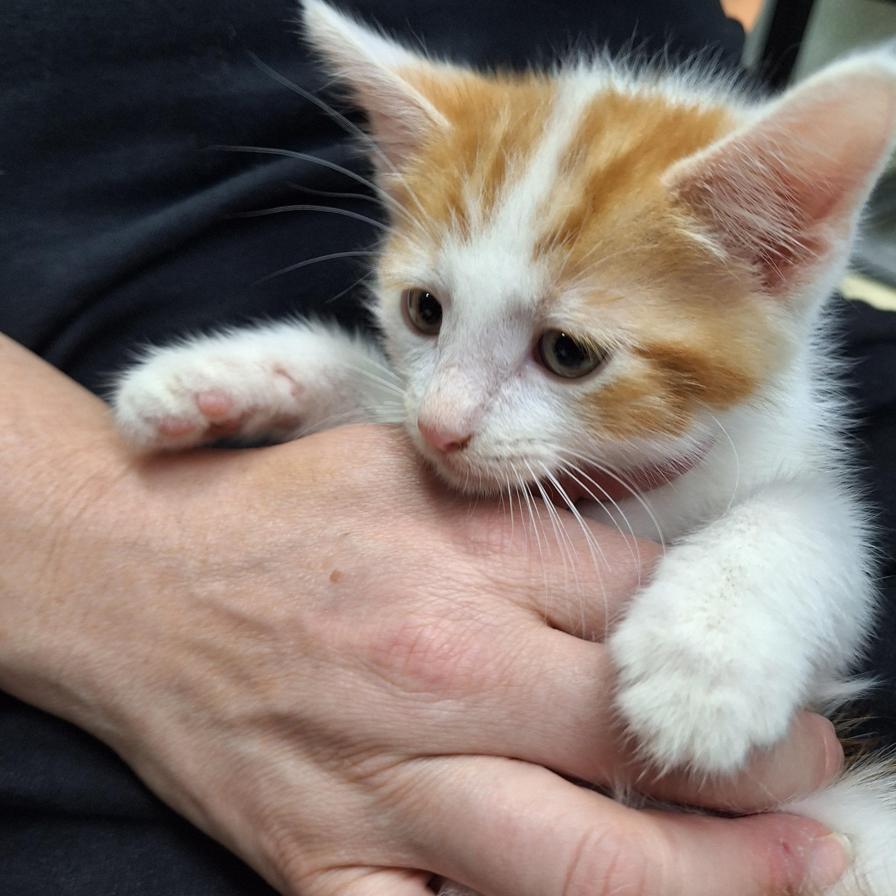 Twinkie, a ADOPTABLE Domestic Short Hair in Clarinda, IA image 3/5