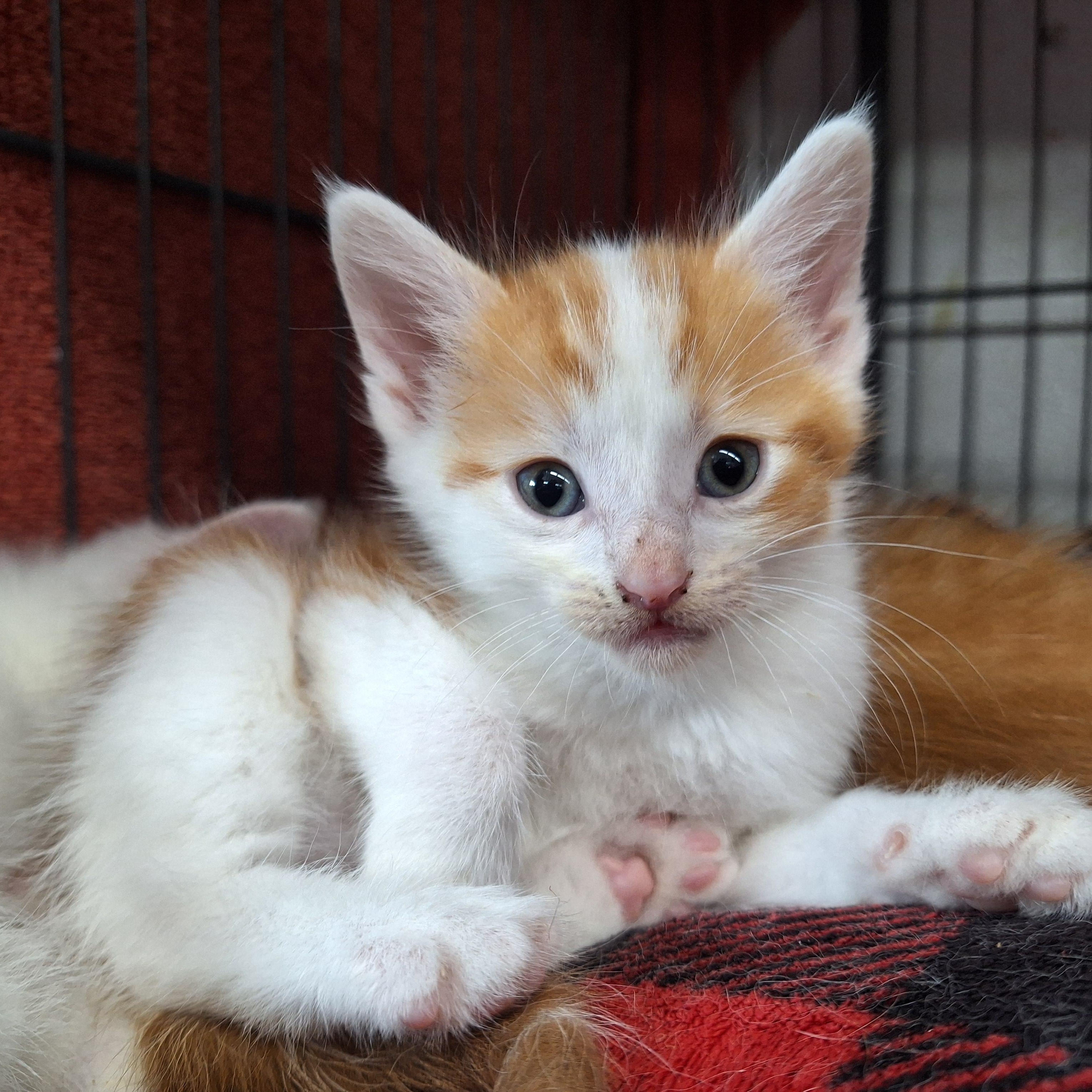 Twinkie, a ADOPTABLE Domestic Short Hair in Clarinda, IA image 4/5