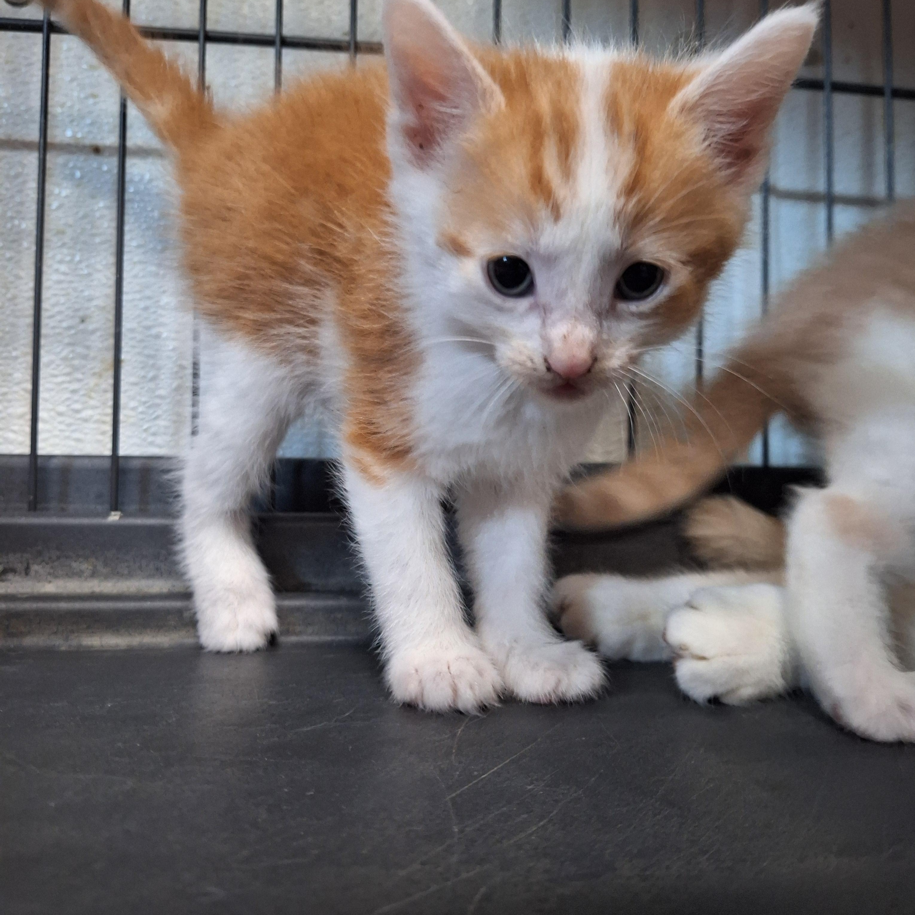 Twinkie, a ADOPTABLE Domestic Short Hair in Clarinda, IA image 5/5