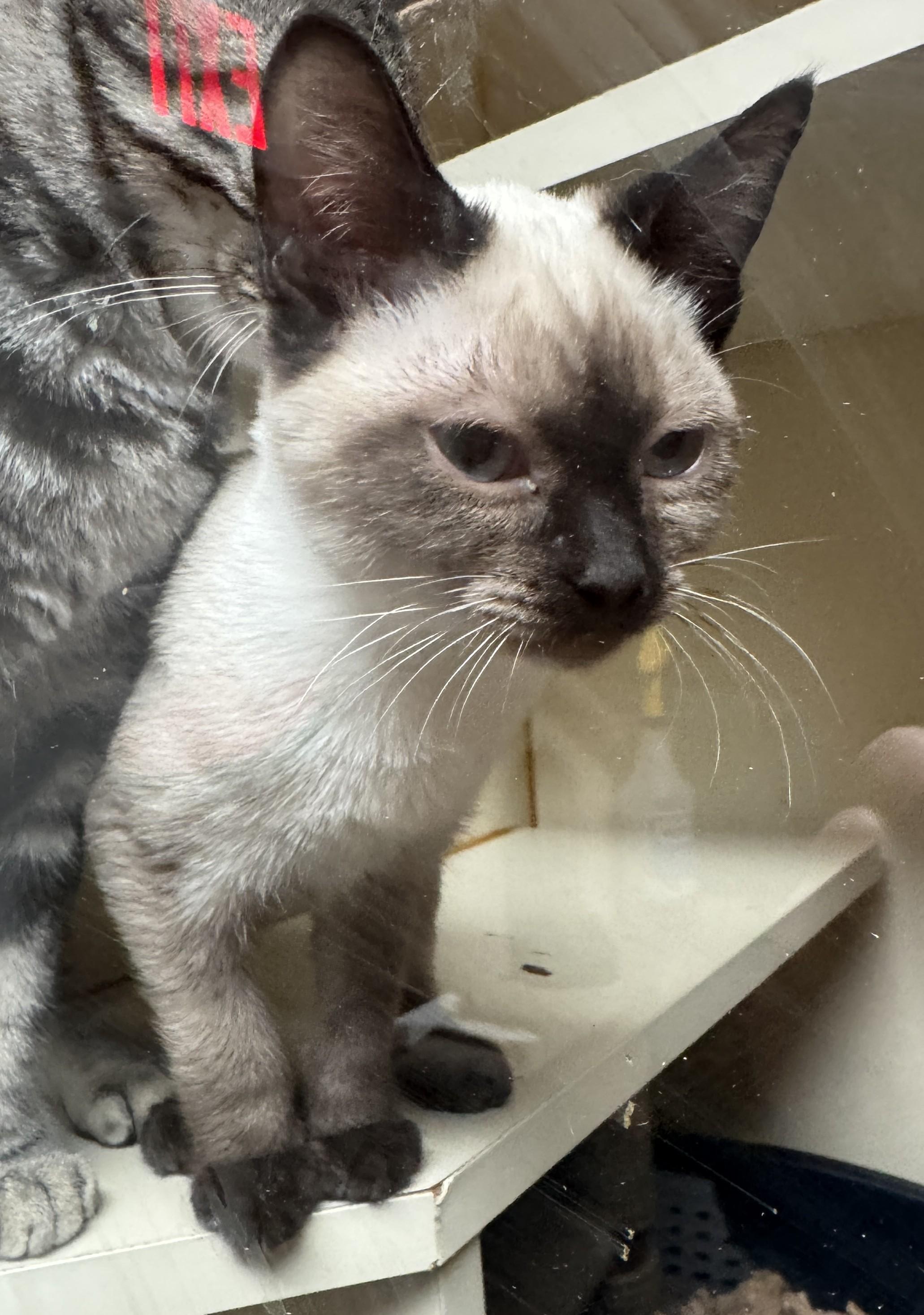 Enlarge Seastone, a ADOPTABLE Siamese in Kent, WA image 1/1
