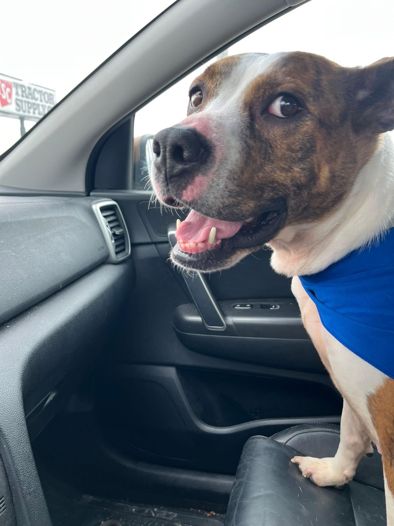MaMa, Adoptable, Young Female Mixed Breed.