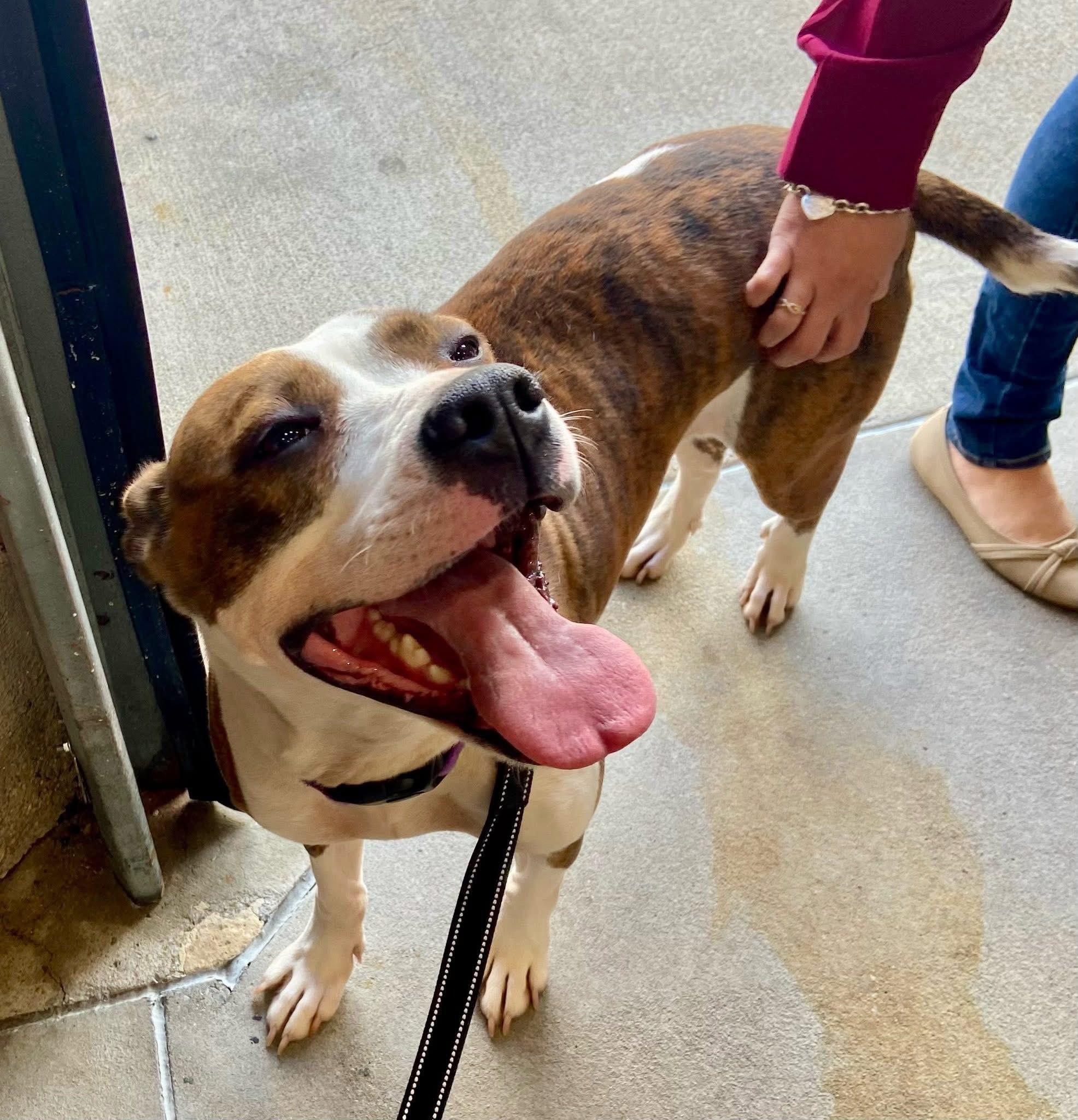 MaMa, Adoptable, Young Female Mixed Breed.