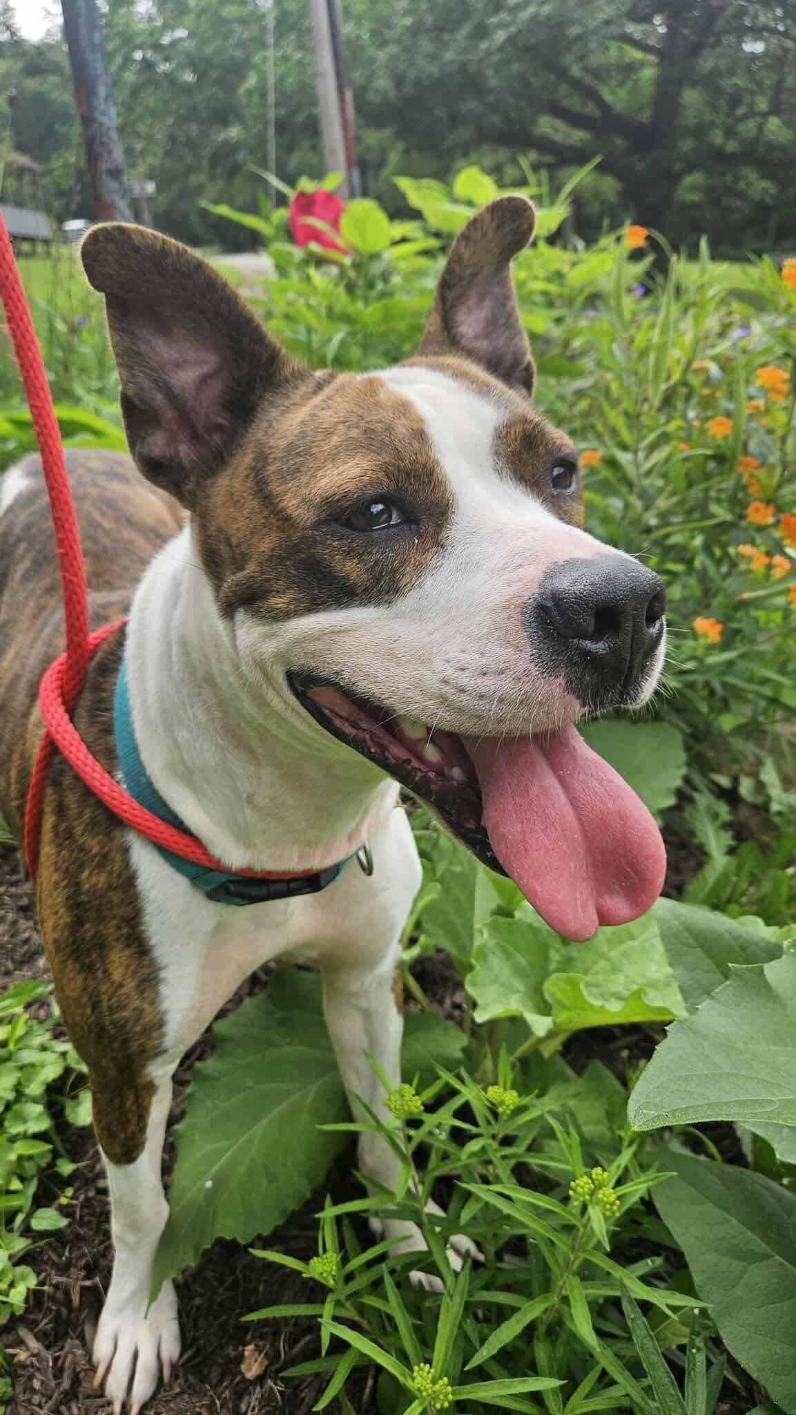 MaMa, Adoptable, Young Female Mixed Breed.