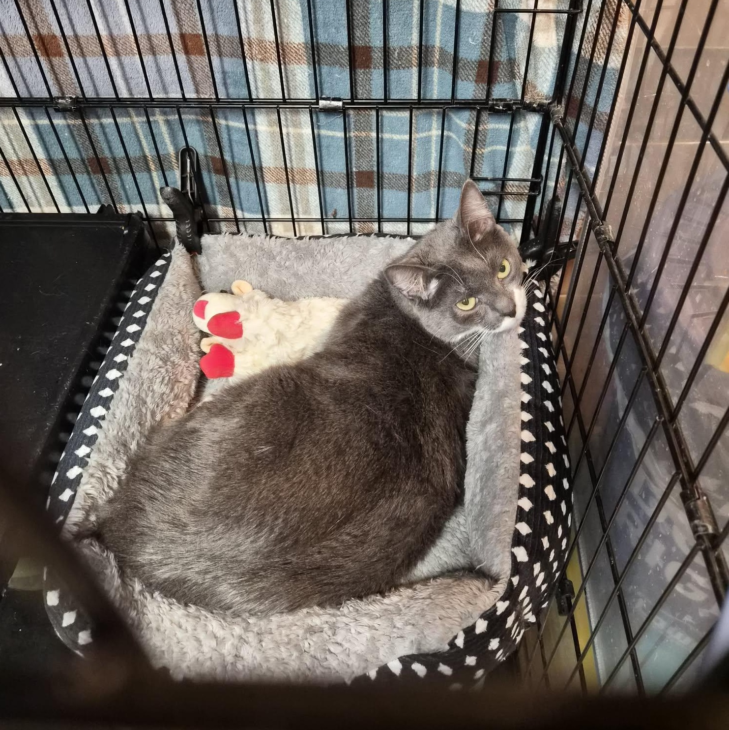 Rocket, a ADOPTABLE Domestic Short Hair in Bellmawr, NJ image 2/2