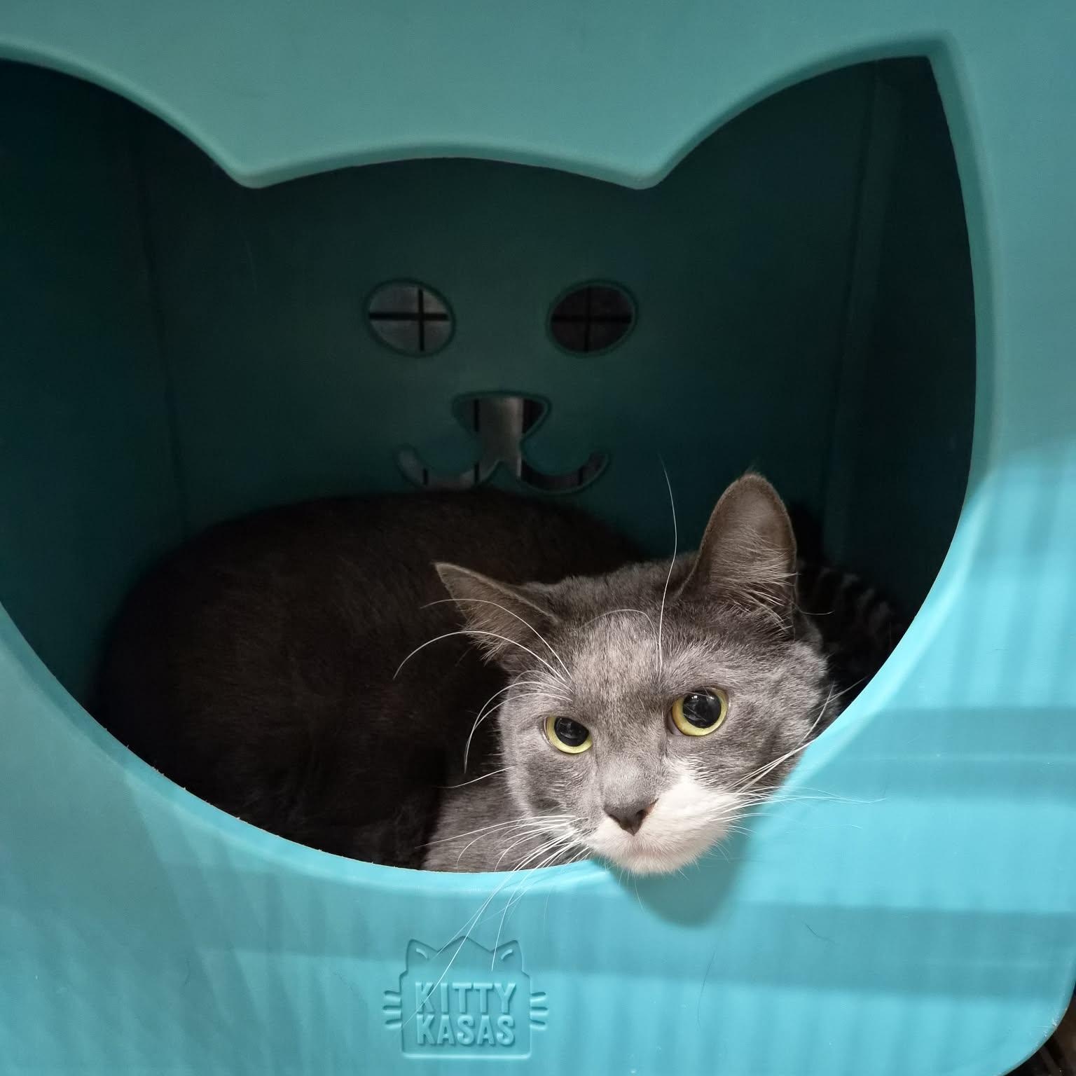 Rocket, ADOPTABLE, Young Male Domestic Short Hair.