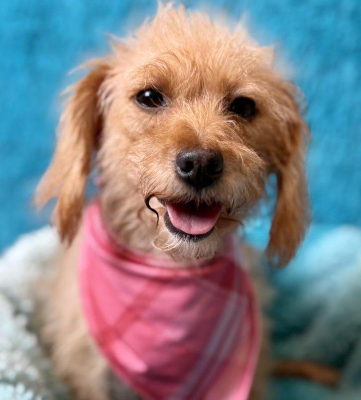 Sienna-Flea Market Find