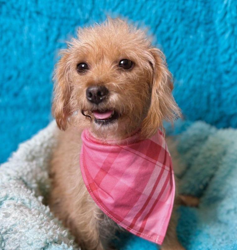 Sienna-Flea Market Find