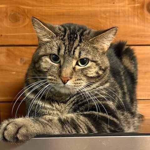 Frank and Anna, Adoptable, Young Female Domestic Medium Hair.
