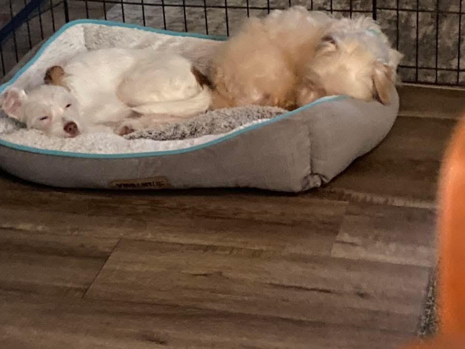 Enlarge Chad, an adopted mixed breed in Sonora, CA image 3/4