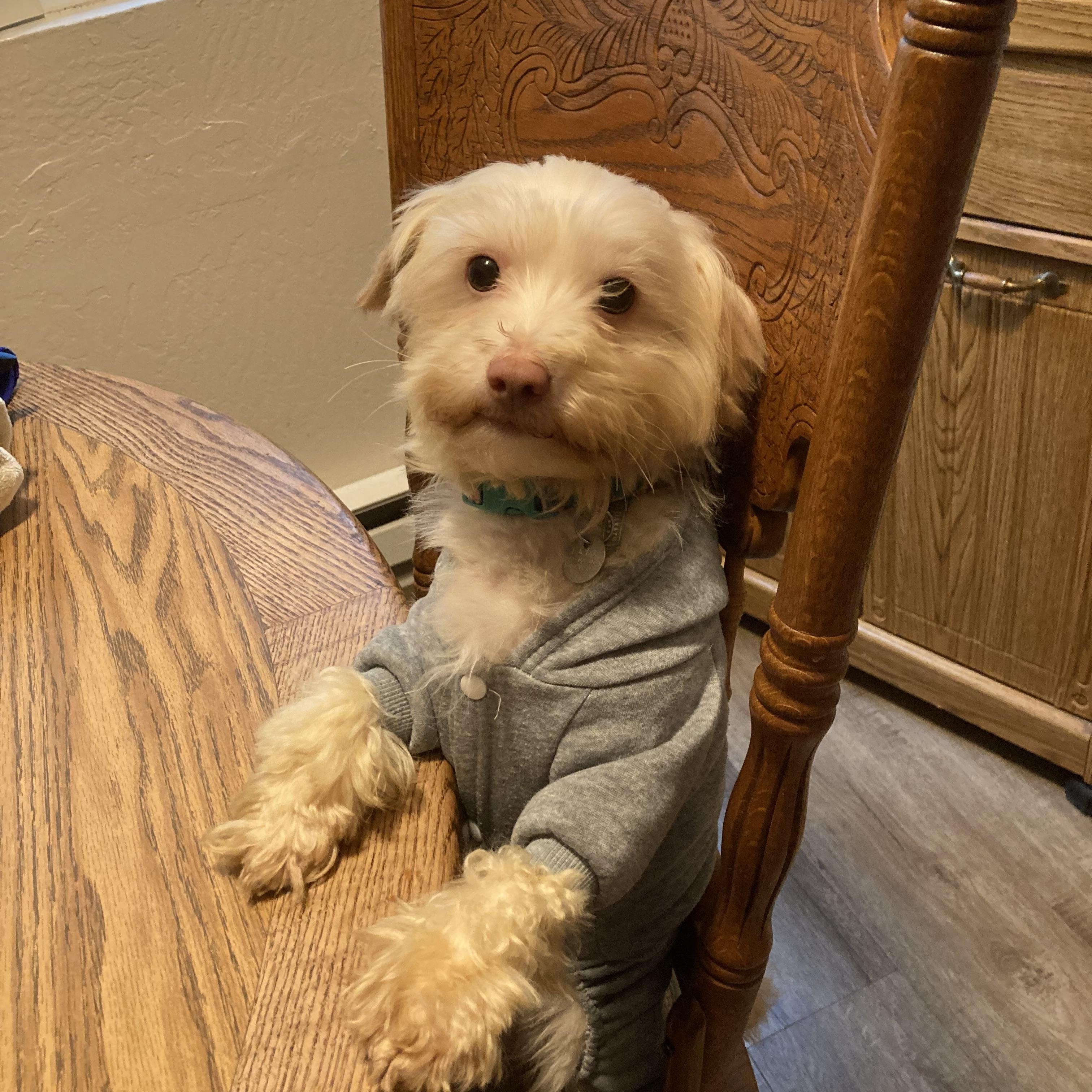 Chad, adopted, Adult Male Maltese.