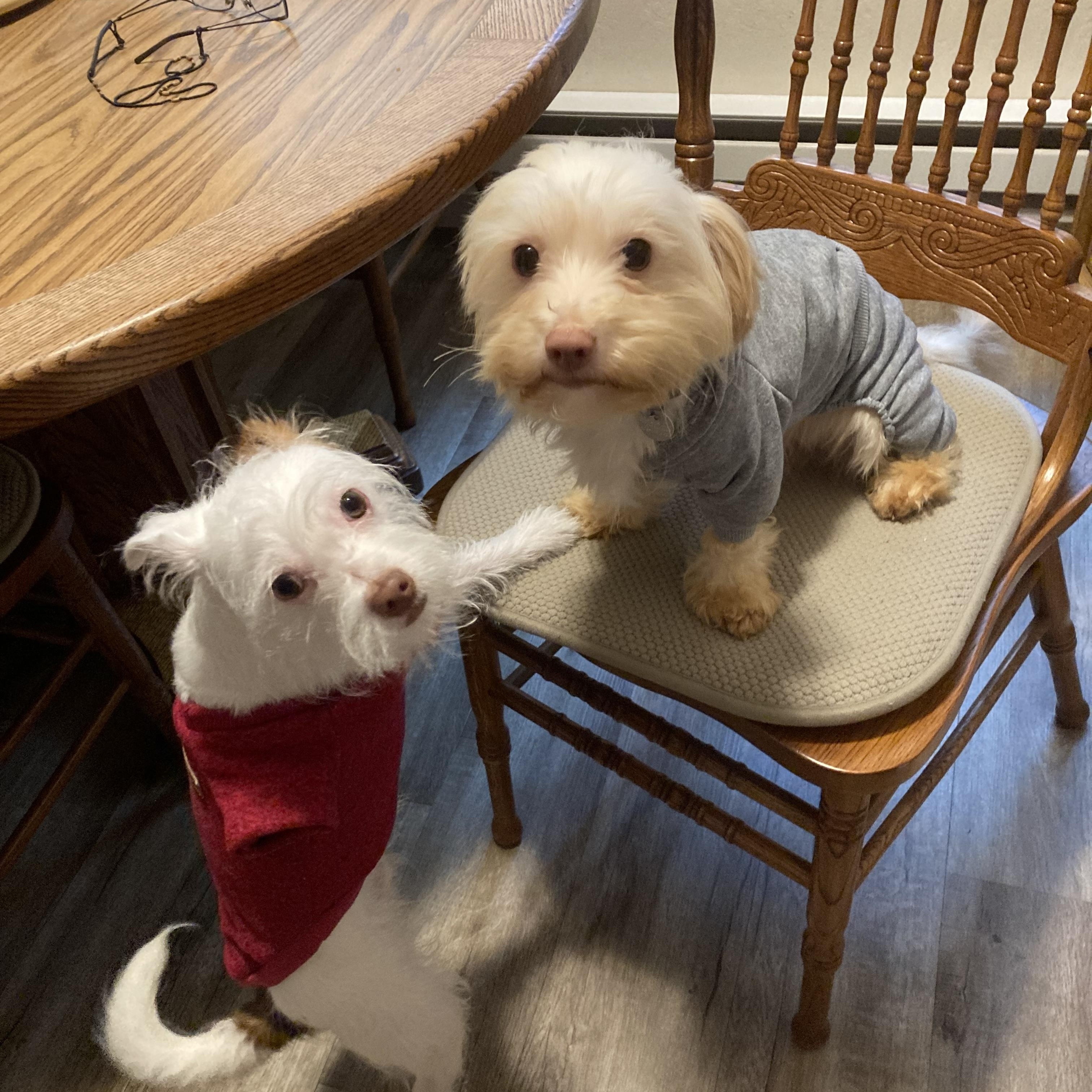 Enlarge Chad, an adopted mixed breed in Sonora, CA image 4/4