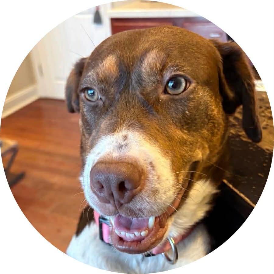 Penny, ADOPTABLE, Adult Female German Shorthaired Pointer & Hound.