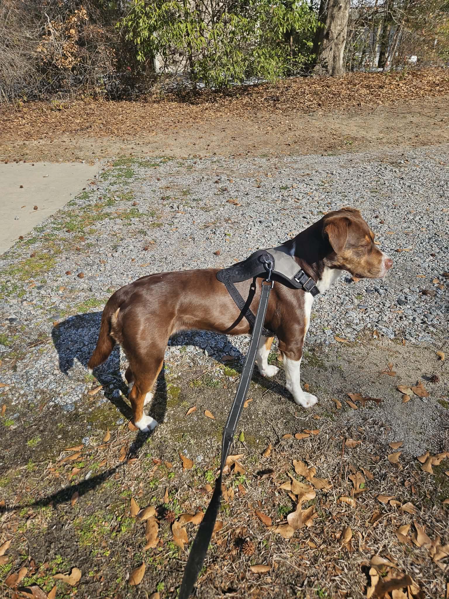 Enlarge Penny, a ADOPTABLE mixed breed in Mount Holly, NJ image 4/6