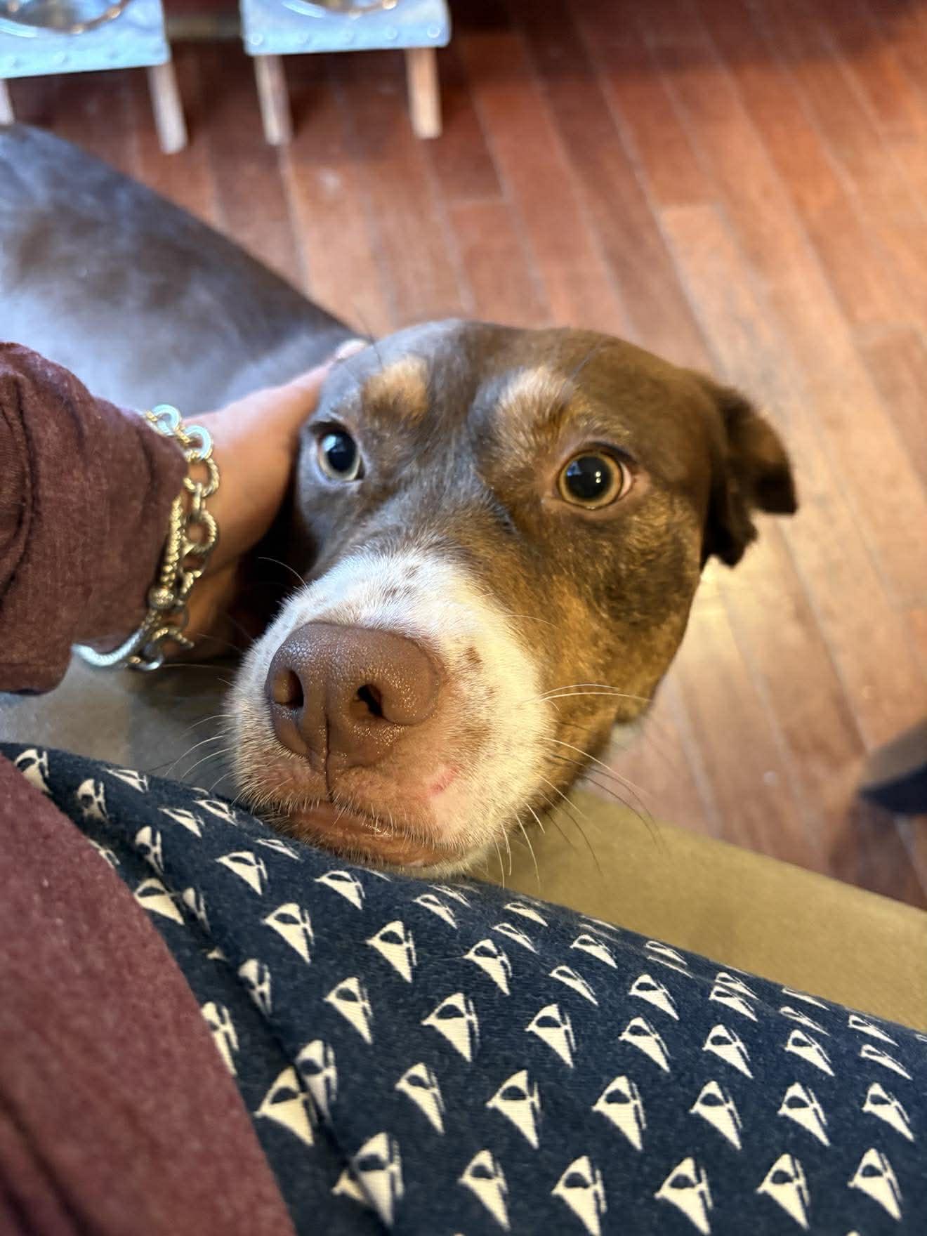 Enlarge Penny, a ADOPTABLE mixed breed in Mount Holly, NJ image 5/6