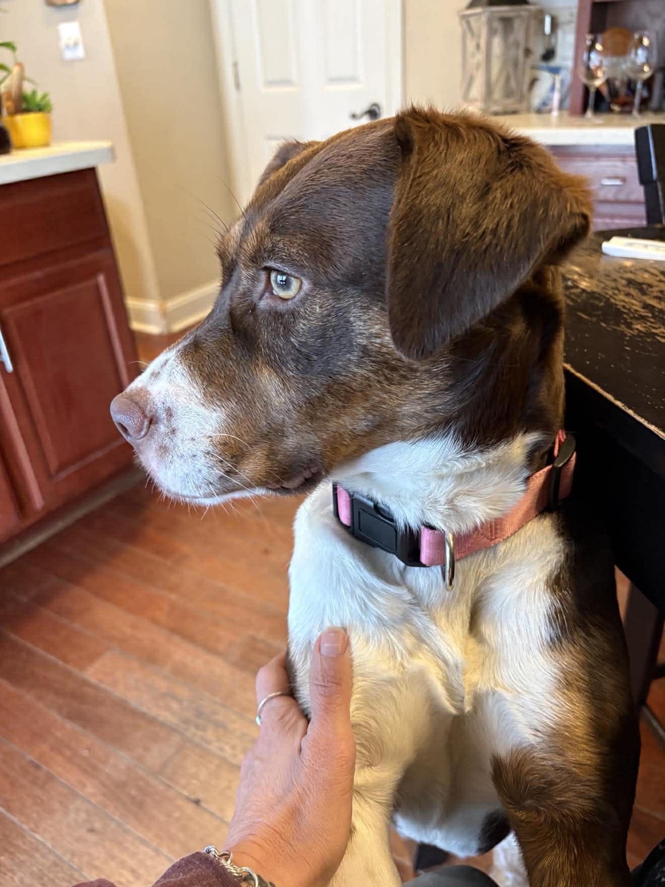 Enlarge Penny, a ADOPTABLE mixed breed in Mount Holly, NJ image 3/6