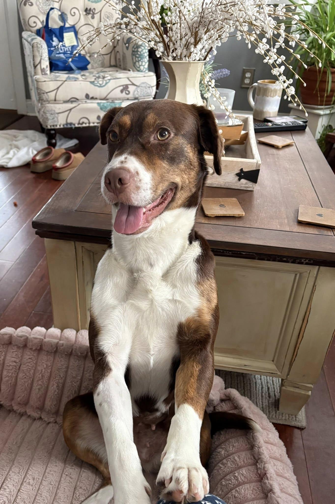 Enlarge Penny, a ADOPTABLE mixed breed in Mount Holly, NJ image 6/6