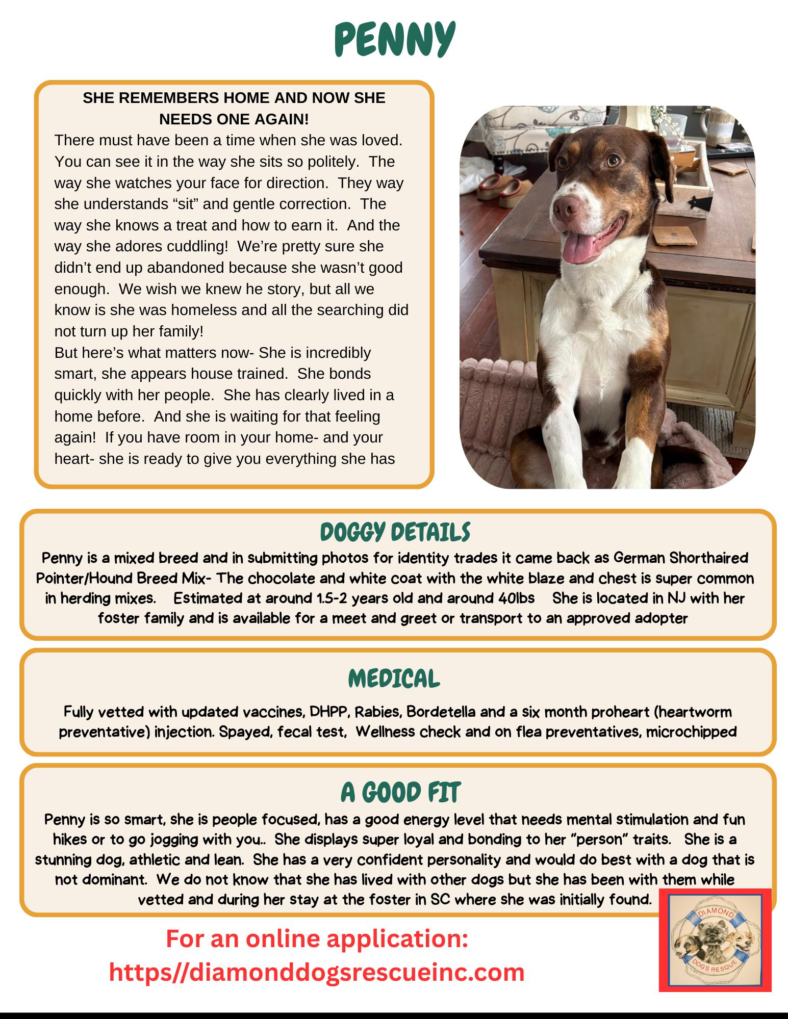 Enlarge Penny, a ADOPTABLE mixed breed in Mount Holly, NJ image 2/6