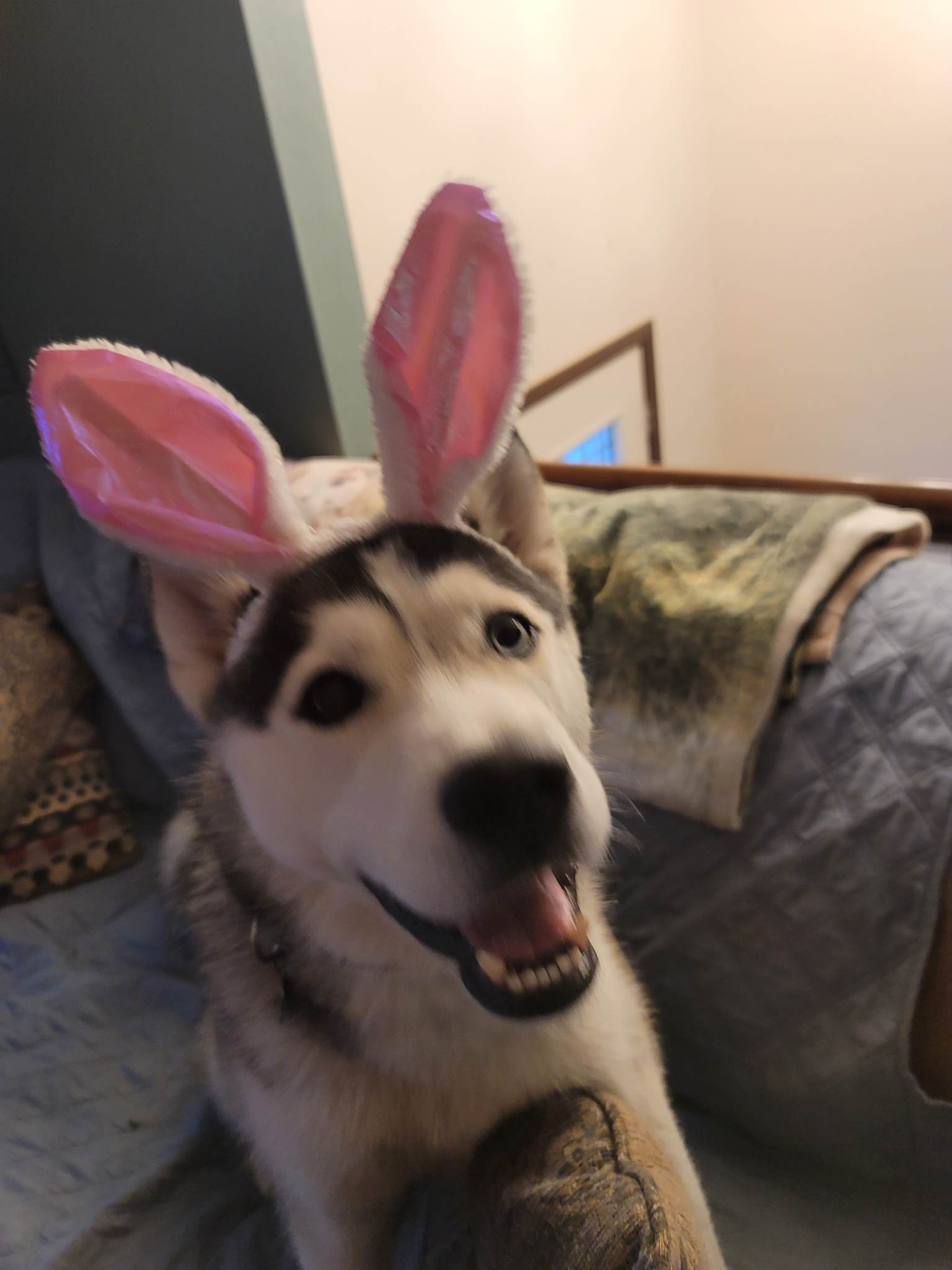 Enlarge Cora, a Adopted Siberian Husky in Hostetter , PA image 1/5