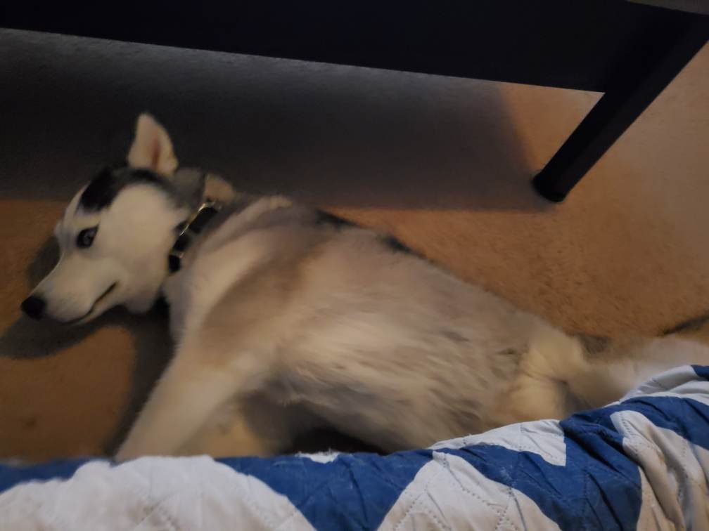 Enlarge Cora, a Adopted Siberian Husky in Hostetter , PA image 2/5