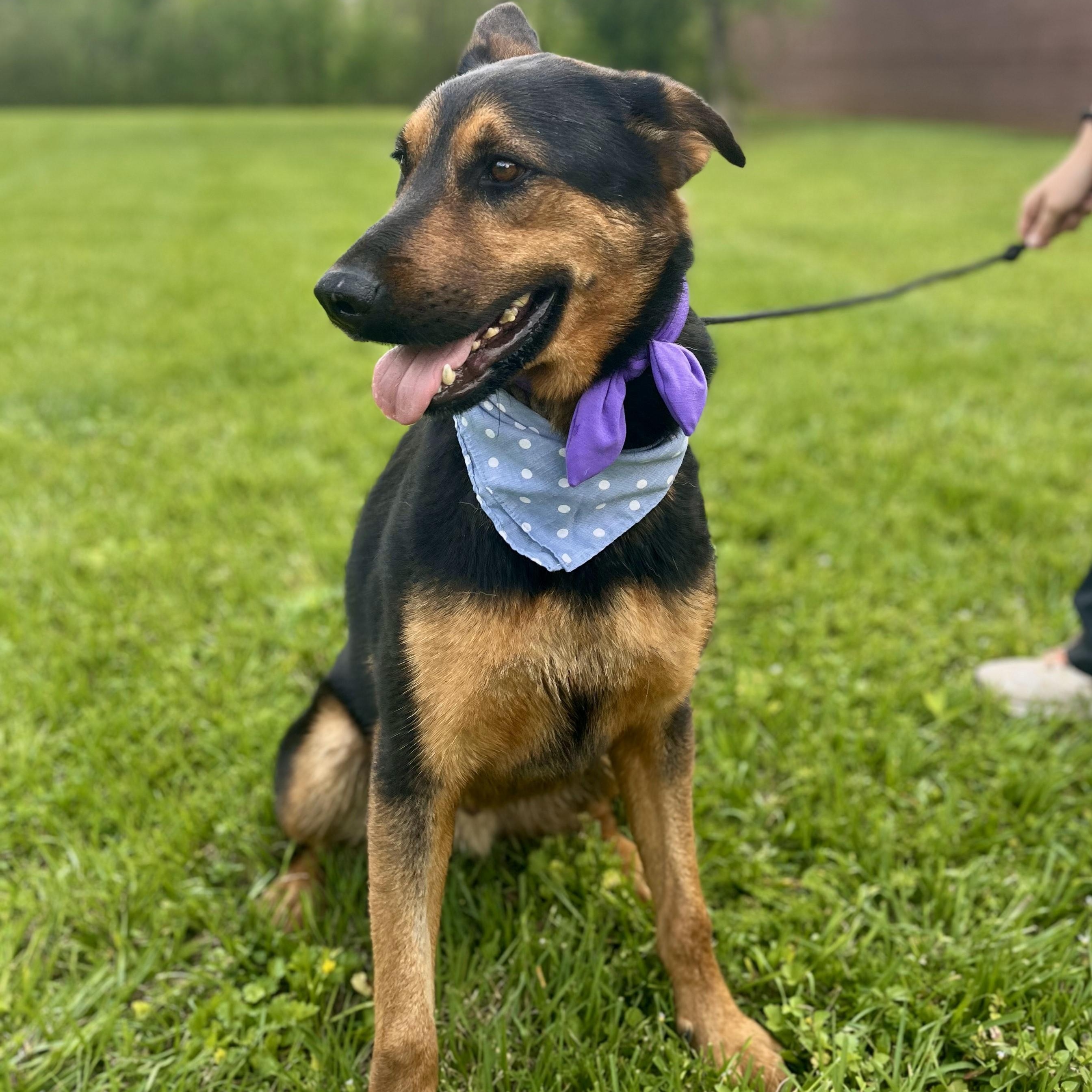 Honeydew — thumbnail 3