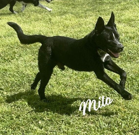 Milo #life-of-the-party, Adoptable, Young Male Labrador Retriever & German Shepherd Dog.
