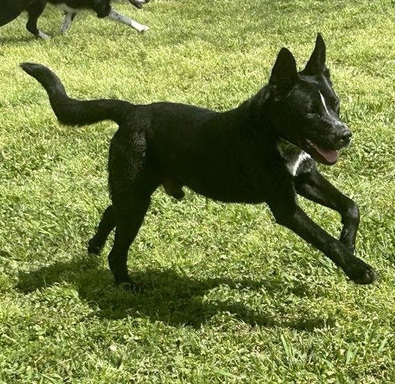 Enlarge Milo #gives-mushy-puppy-kisses, a Adoptable mixed breed in Houston, TX image 1/4