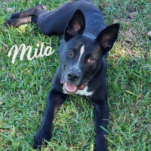 Milo #gives-mushy-puppy-kisses, Adoptable, Young Male Labrador Retriever & German Shepherd Dog.