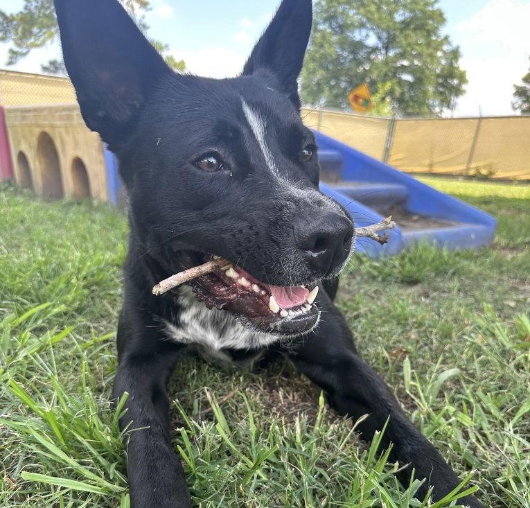 Enlarge Milo #life-of-the-party, a Adoptable mixed breed in Houston, TX image 2/4