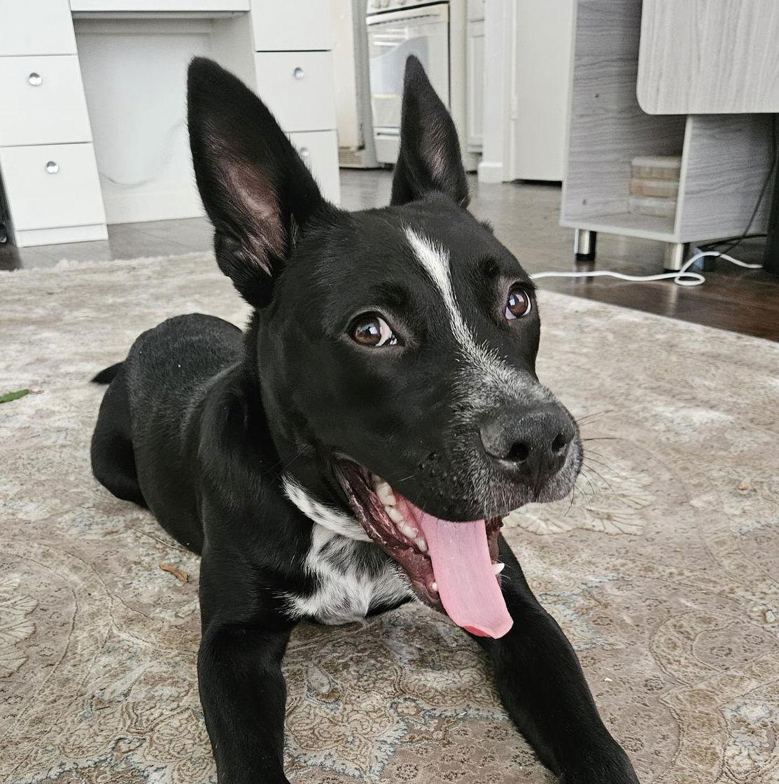 Enlarge Milo #gives-mushy-puppy-kisses, a Adoptable mixed breed in Houston, TX image 3/4