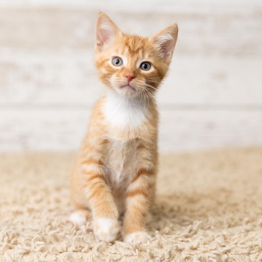 Pfau, Adoptable, Kitten Male Domestic Short Hair.